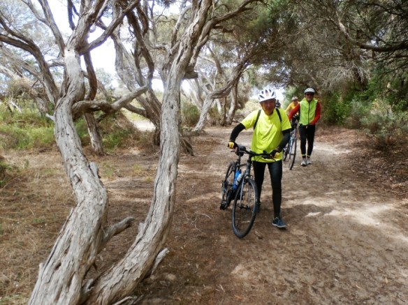 Back in town, we walked beside paperbark trees next to Lake Fox as the sand was loose. Photo taken by Paul.